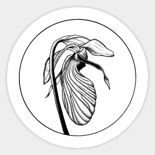 Lady Slipper Sticker